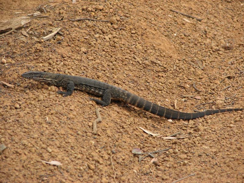 Goanna
